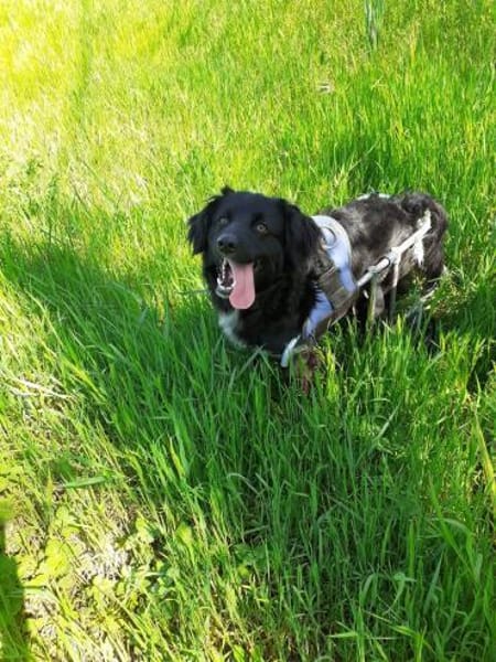 AUREL FLAICU - träumt von einem Zuhause