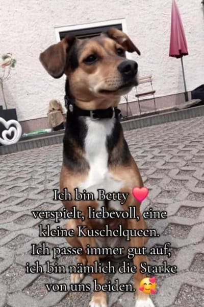 Merlin und Betty suchen dringend