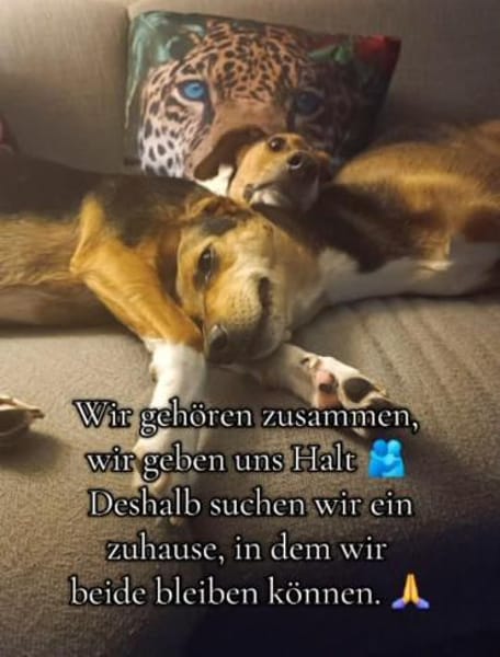 Merlin und Betty suchen dringend