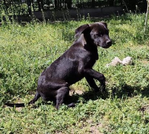 Elias, ein  Wirbelwind sucht Action