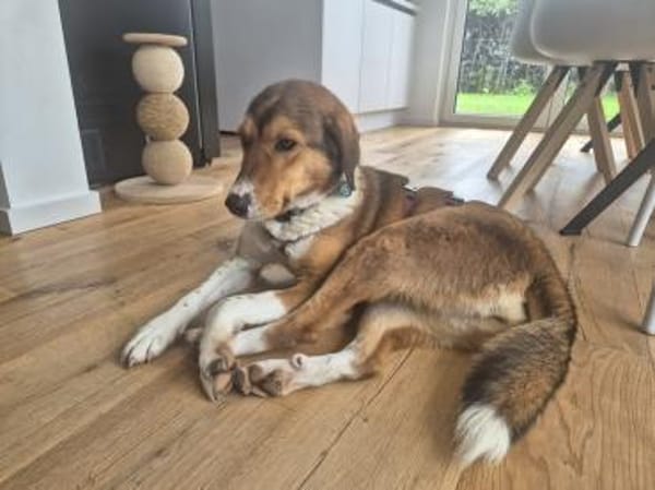 Kaju sucht ihr Zuhause