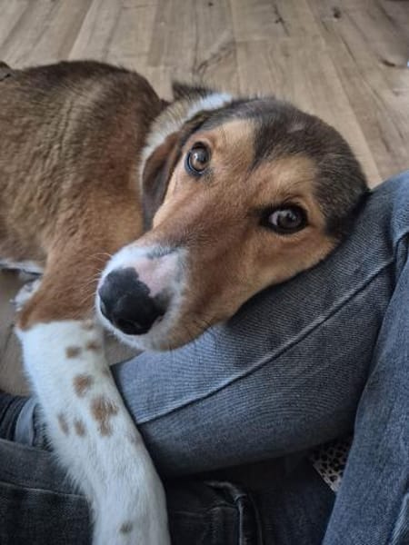 Kaju sucht ihr Zuhause