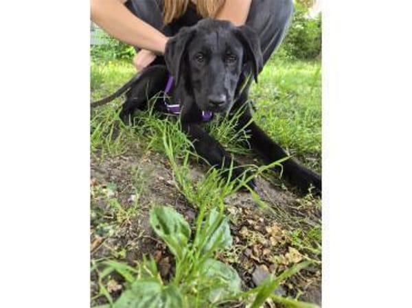 Thorri - wartet in 66333 Völklingen