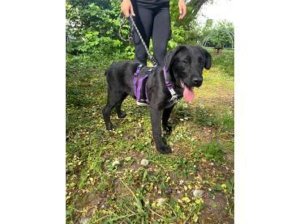 Thorri - wartet in 66333 Völklingen