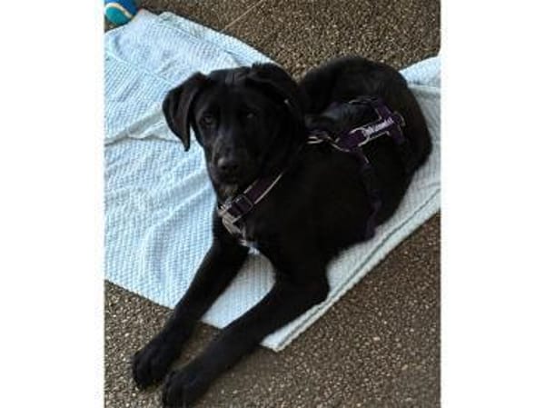 Thorri - wartet in 66333 Völklingen