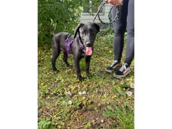 Thorri - wartet in 66333 Völklingen