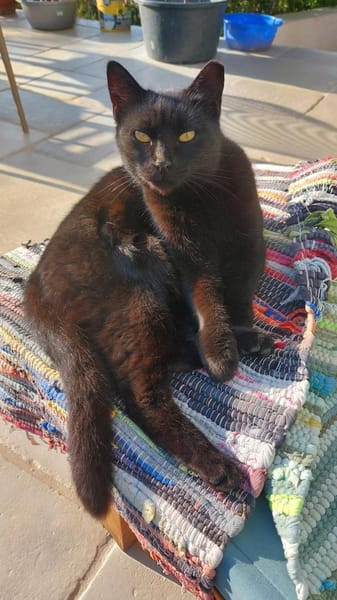 Coco sucht ihren Menschen