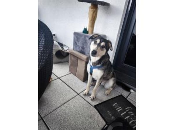 Amina - wartet in 83052 Bruckmühl