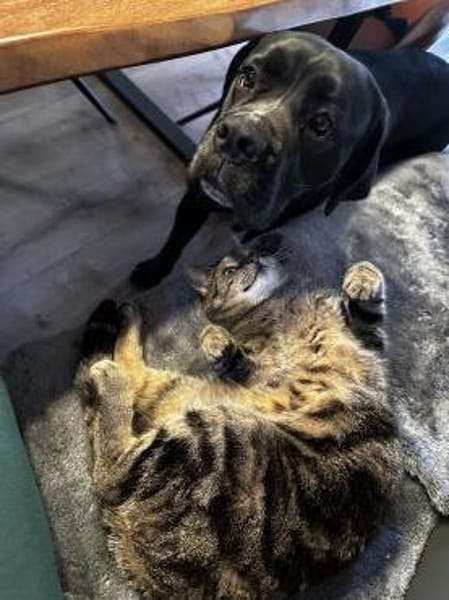 Traumhündin Karma sucht ihr Zuhause
