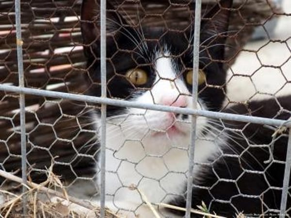 Schmusebär Athur sucht Zuhause!