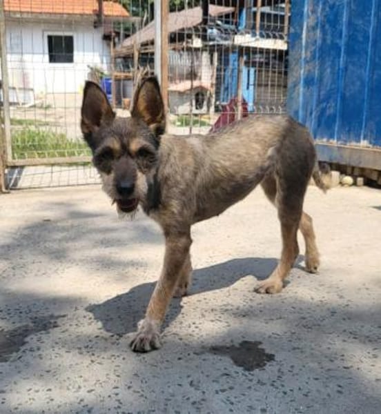 FELINE - sucht ihre Menschen