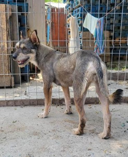 FELINE - sucht ihre Menschen