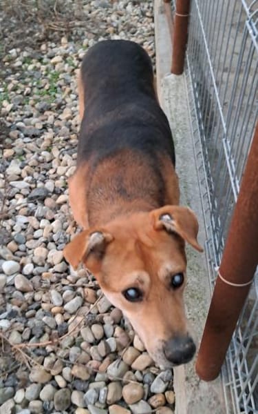 STEVIE - man sieht nur mit dem Herzen gu