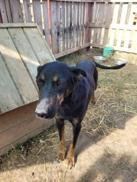 JUNO - große Hündin, großes Herz...