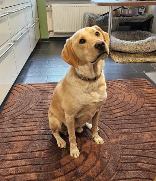 Nacho sucht sein Zuhause