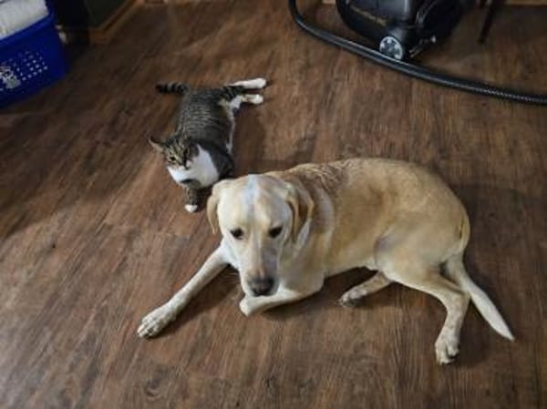 Nacho sucht sein Zuhause