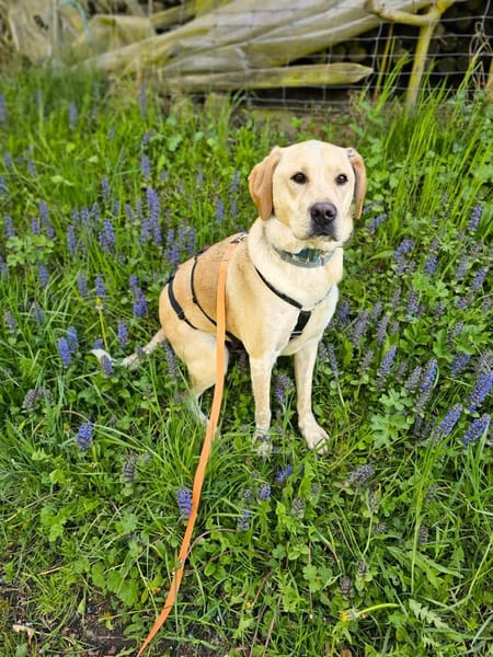 Nacho sucht sein Zuhause