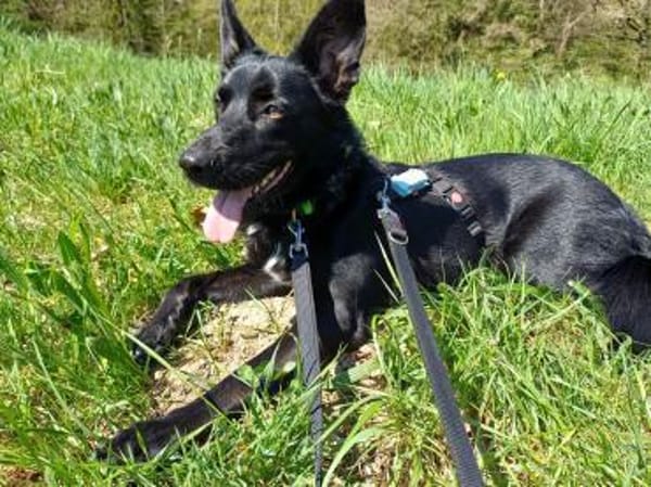 Alvin sucht sein Zuhause