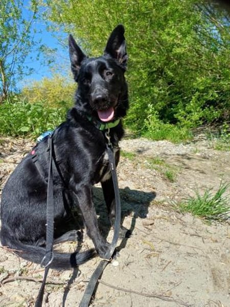 Alvin sucht sein Zuhause