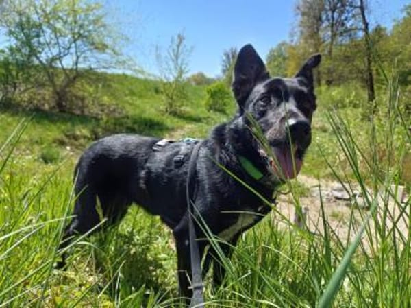 Alvin sucht sein Zuhause