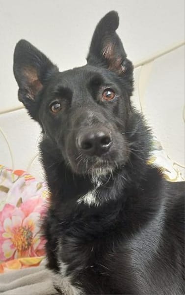 Alvin sucht sein Zuhause