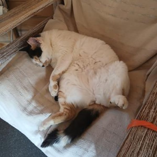 Katze mit Charme