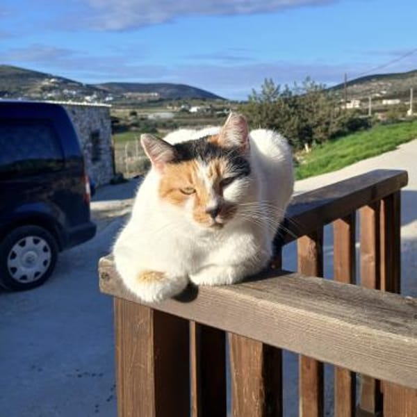 Katze mit Charme