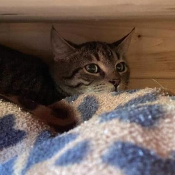 Lucks - Verzaubert dich im Nu!