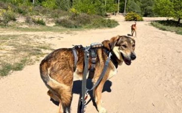 Wunderschöner Sonas sucht Zuhause