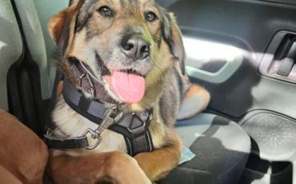 Wunderschöner Sonas sucht Zuhause