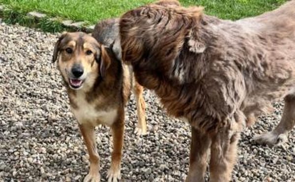 Wunderschöner Sonas sucht Zuhause