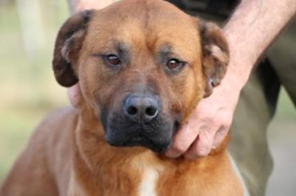 Bruno - kinderlieber Familienhund