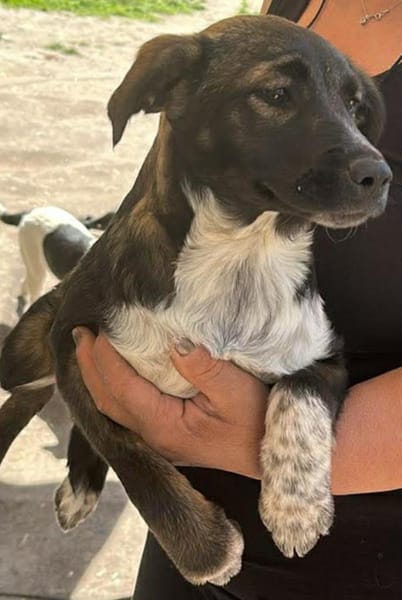 Ava, Zuckerschnute sucht Zuhause