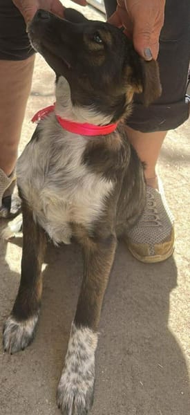 Ava, Zuckerschnute sucht Zuhause