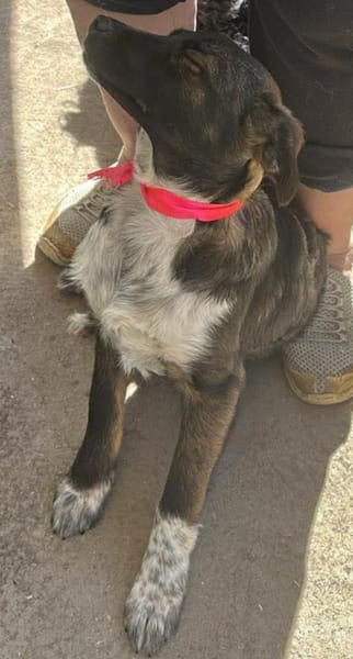 Ava, Zuckerschnute sucht Zuhause