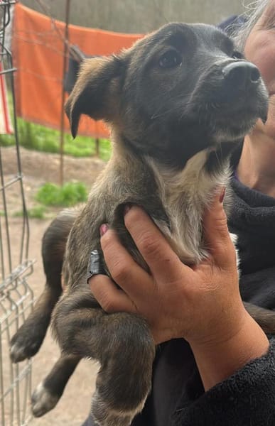 Ava, Zuckerschnute sucht Zuhause