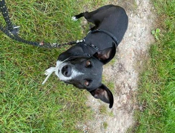 Kira liebenswerte Hündin