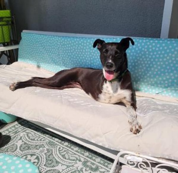 Kira liebenswerte Hündin