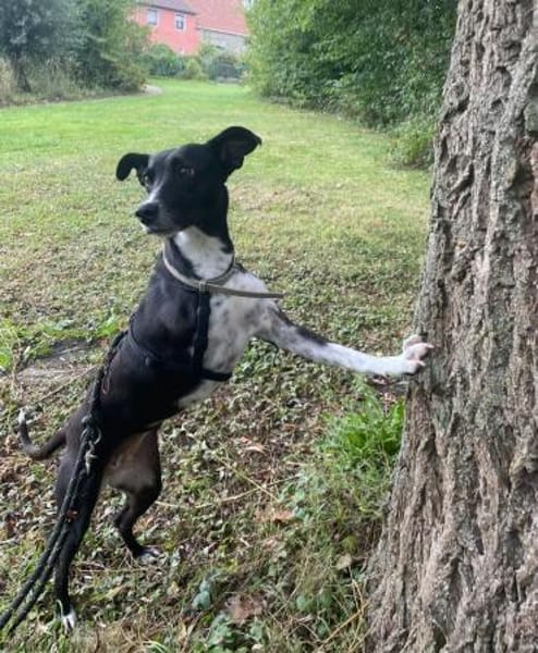 Kira liebenswerte Hündin