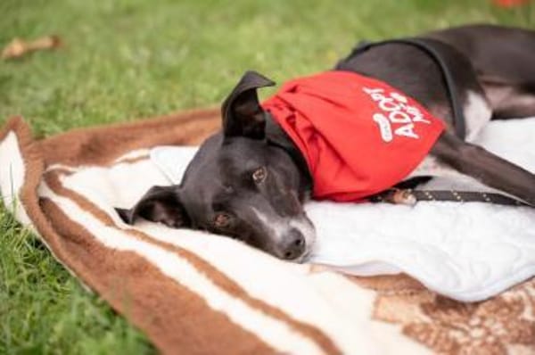 Kira liebenswerte Hündin