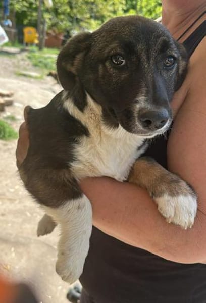 Arielle, Zuckerschnute sucht Bleibe