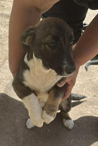 Arielle, Zuckerschnute sucht Bleibe