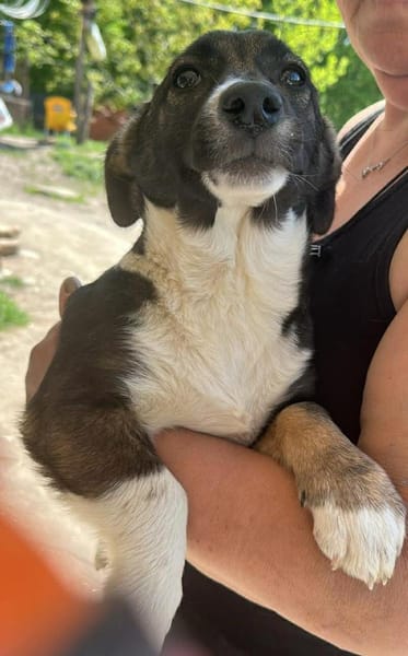 Arielle, Zuckerschnute sucht Bleibe