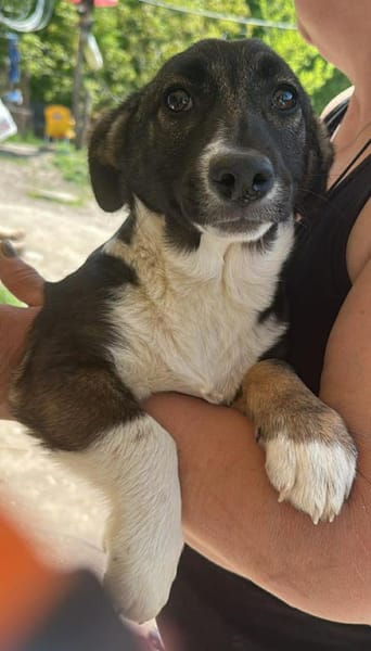 Arielle, Zuckerschnute sucht Bleibe