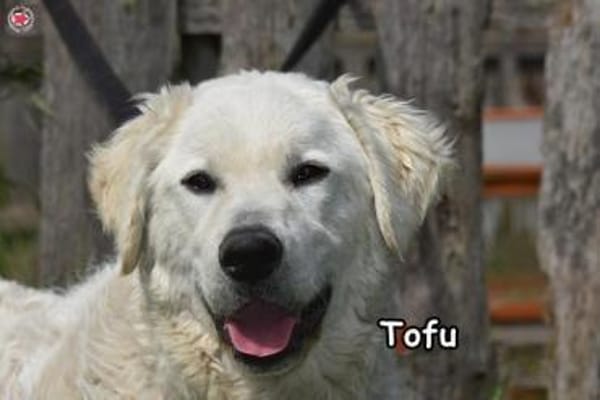 TOFU