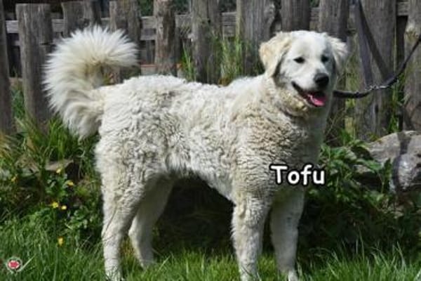 TOFU