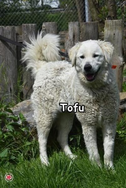 TOFU