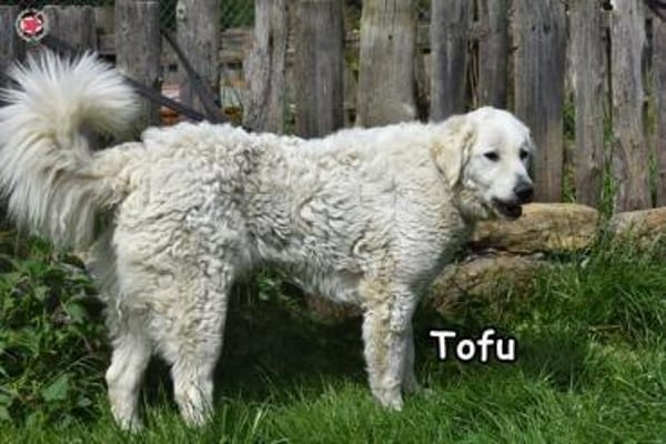 TOFU
