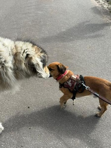 Bolle - Lustiger Dackel-Mix sucht