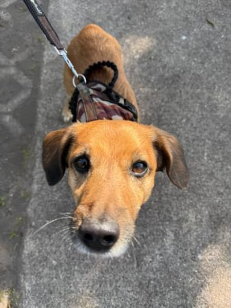 Bolle - Lustiger Dackel-Mix sucht